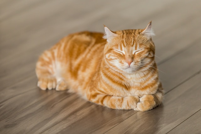 Tijger De 10 Populairste Kattennamen